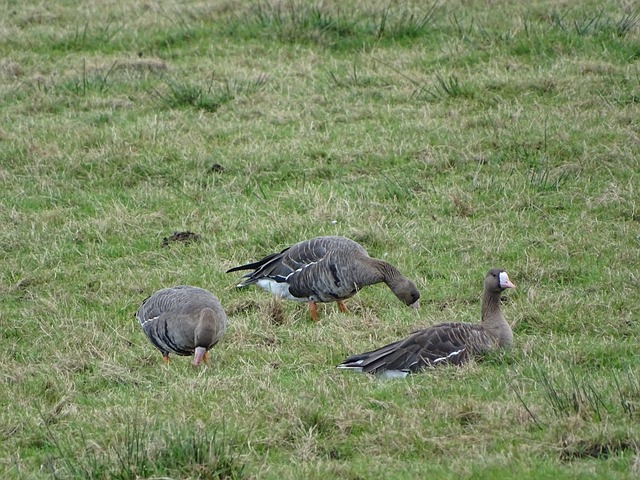 全球投资者 全球投资者